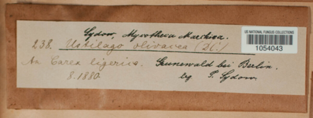 Farysia thuemenii image